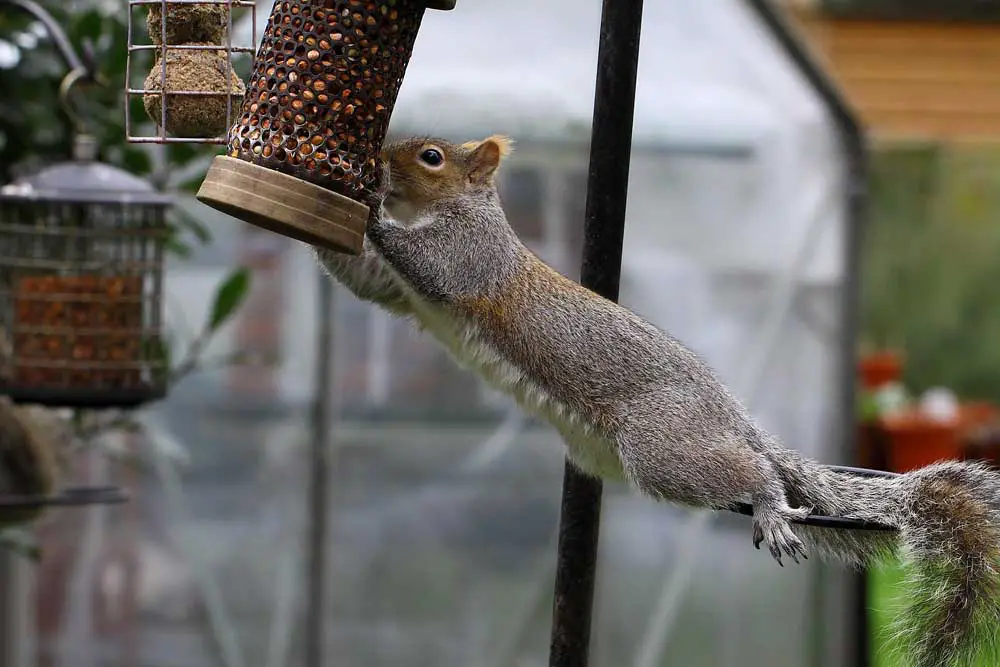 grey squirrel feeders