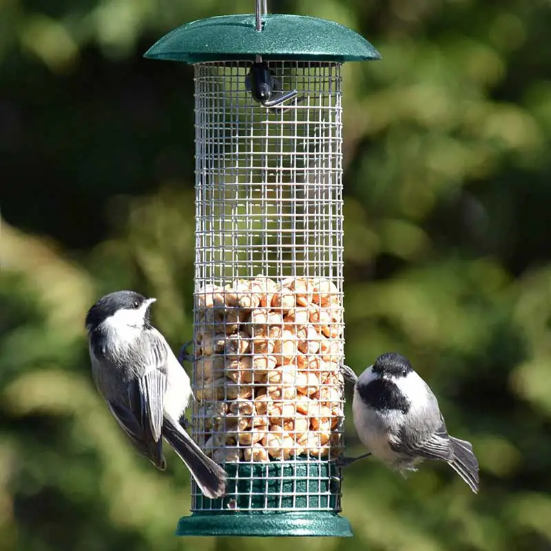 Woodpecker Feeders You Should Consider Buying