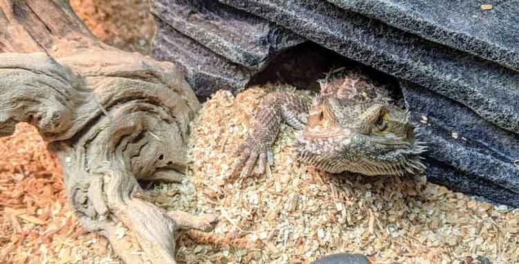DIGGABLE CLAY SUBSTRATES for reptile