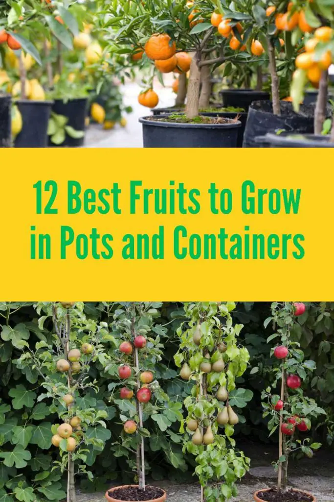Best fruit to grom in container and pots