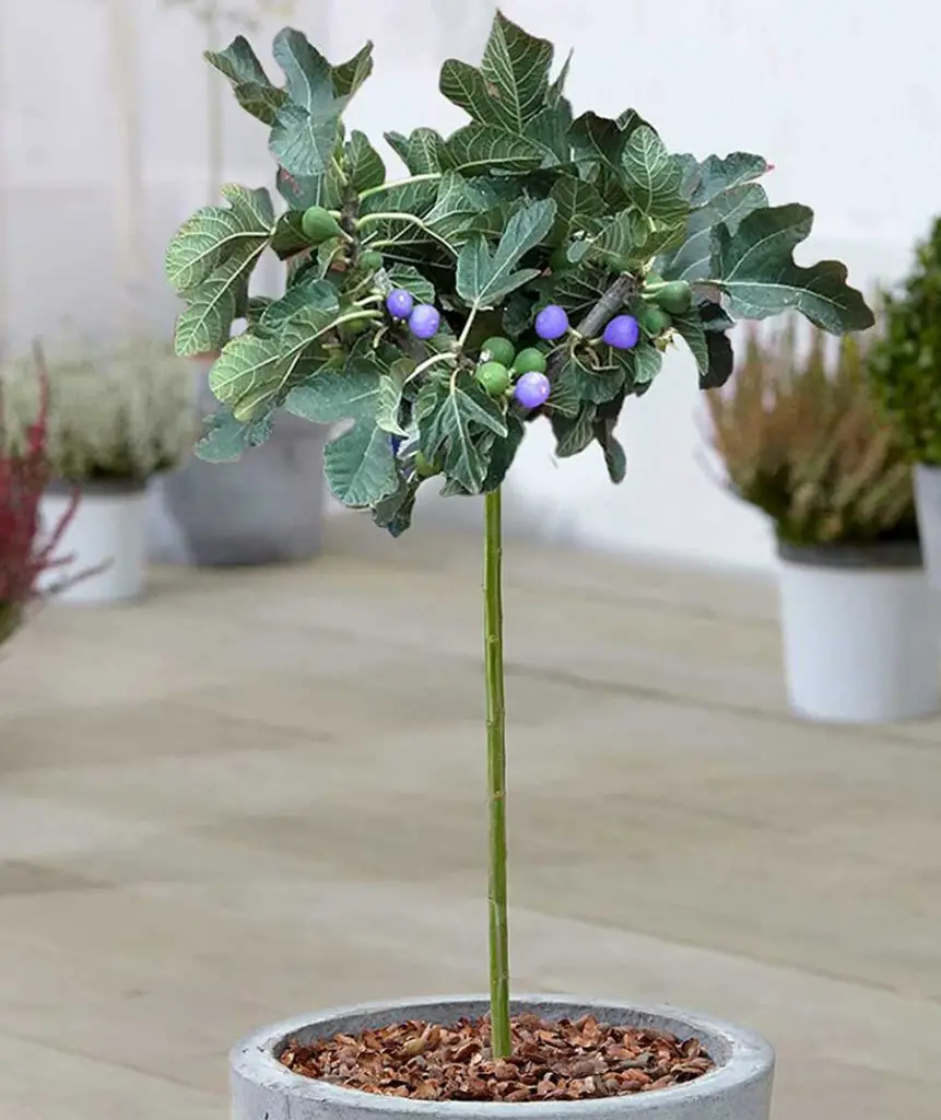 Grow Figs furit in containers and pots