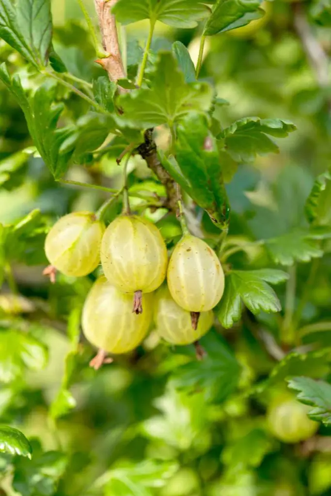 Grow Gooseberries in pots and container