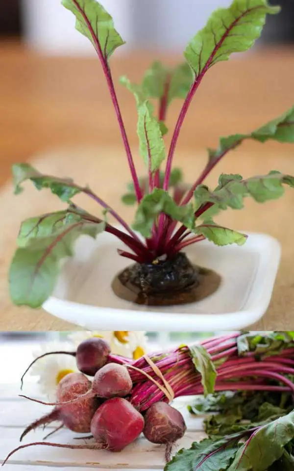 Grow Radishes in container