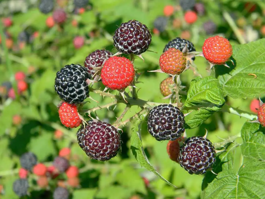 Best recommended fruit grow in pots Raspberries