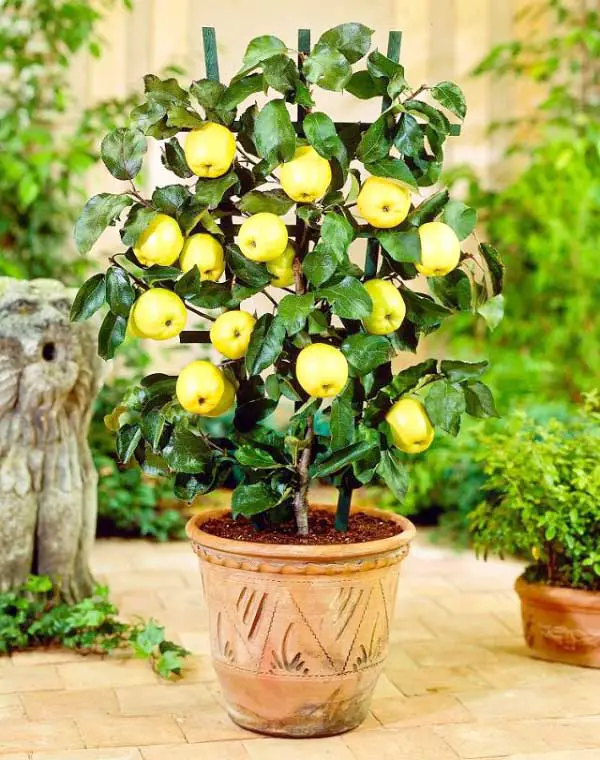 Growing apple fruit in pots or container