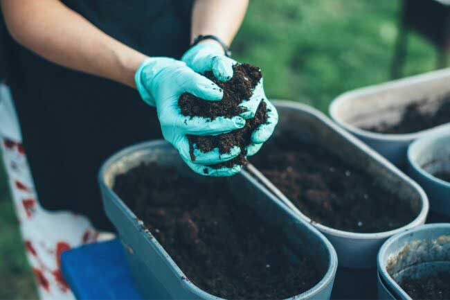 Choosing the Best Potting Soil for gardening