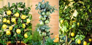 12 Fruit to grow in container