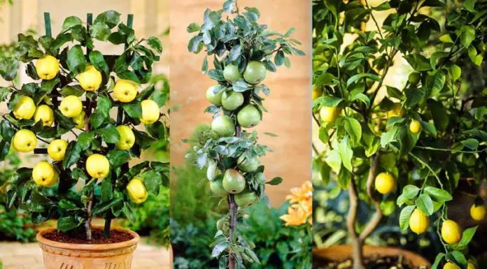12 Fruit to grow in container