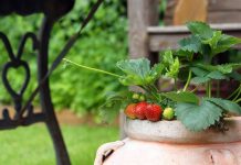 How to growing fruit in containers