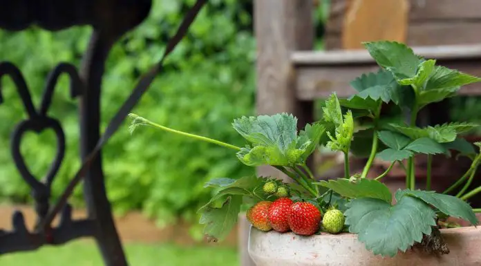How to growing fruit in containers