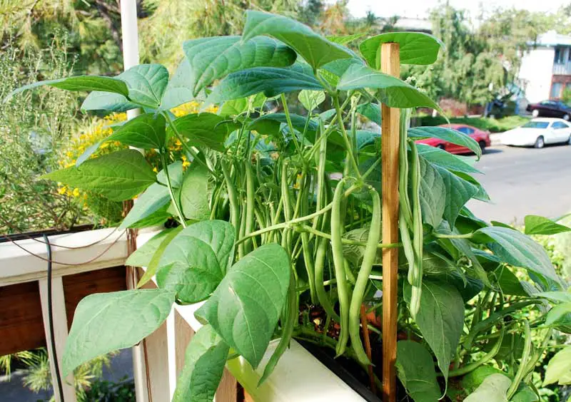 How to Grow Vegetables beans on my Balcony