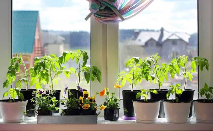 growing vegetables on balcony
