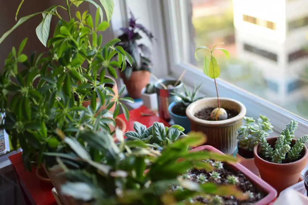 growing vegetables in windows