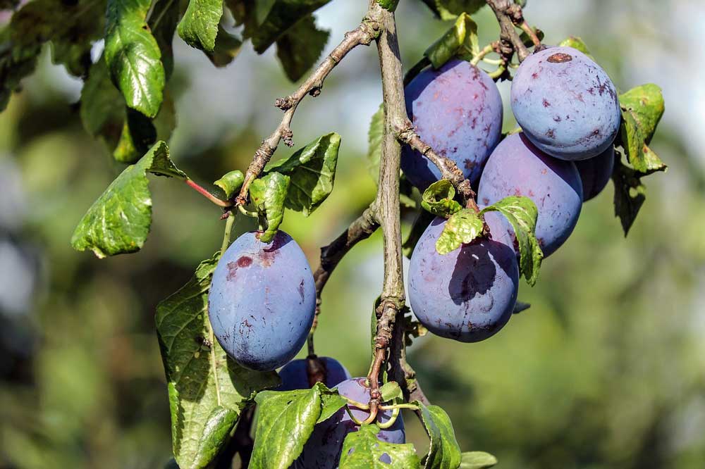 Best plum fruit in pots and container 