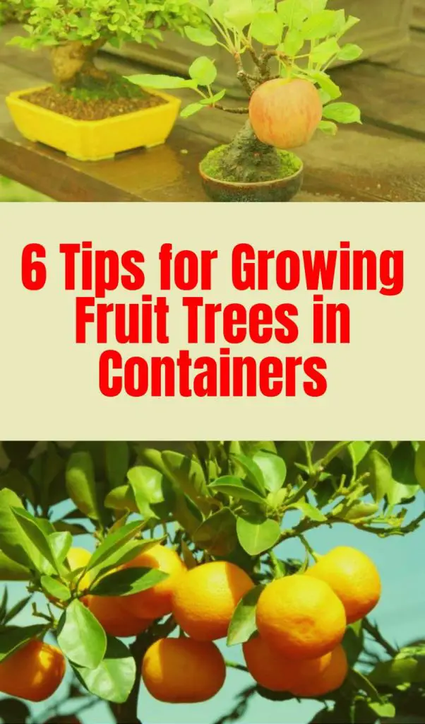 Tips growing fruit trees in containers ideas