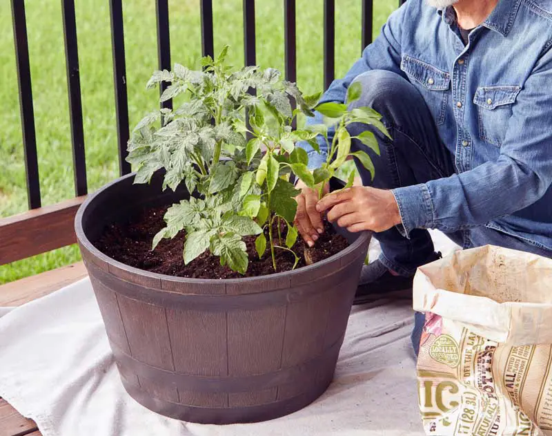 Grow a Plentiful Container Vegetable Garden