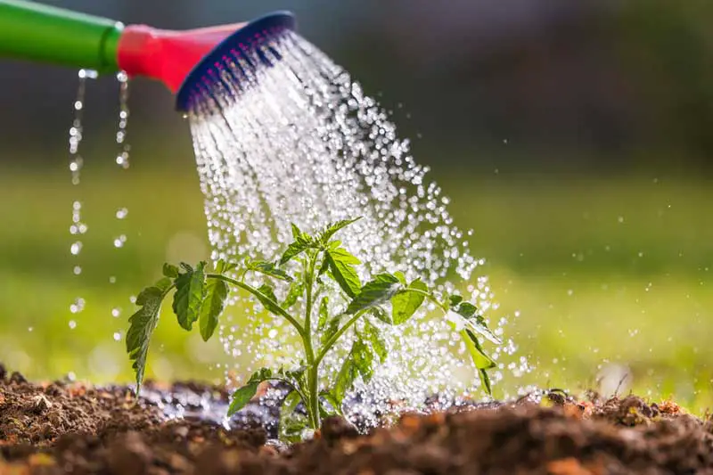 Watering vegetables tomato